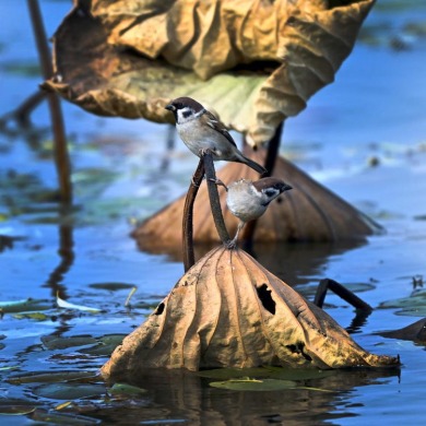 遼寧瀋陽：“雀”躍荷塘