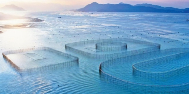 福建寧德：年年有黃魚 年年都有餘