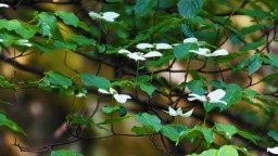 “豫”見美麗 多樣生物——探尋南陽內鄉生物多樣性保護密碼