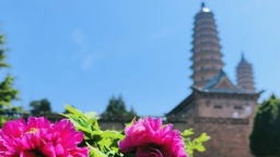 太原雙塔寺 牡丹正當時