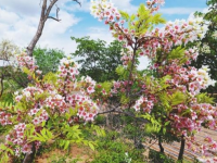 遼寧朝陽：文冠花開正艷時