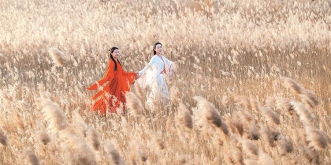 淄博高青：蘆花飛雪 安瀾詩畫