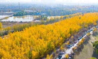 濟南黃河銀杏林觀賞進入倒計時