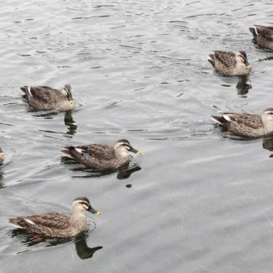 瀋陽：水清鴨歡新開河
