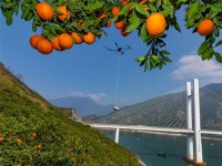 湖北秭歸：紅肉臍橙産銷兩旺 繪就峽江振興圖