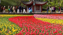 鬱金香綻放引客來