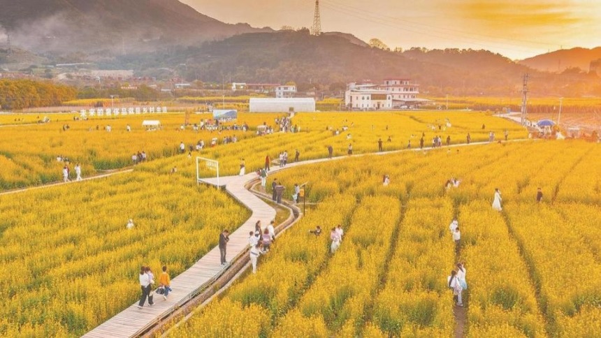 泉州永春：田園風光好 遊人賞花忙