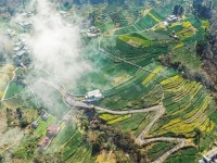 甘肅省隴南市：茶農採摘早春茶