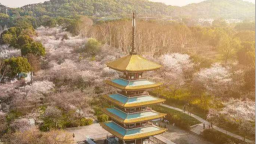 賞櫻逐浪追風觀鳥 武漢東湖發佈四季遊線
