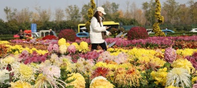 河南開封：菊香滿城遊客醉