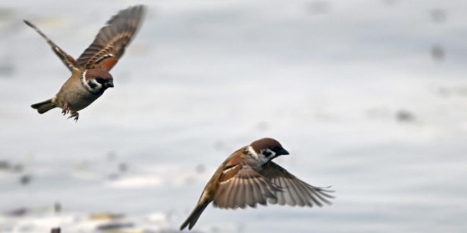 遼寧瀋陽：“雀”躍荷塘