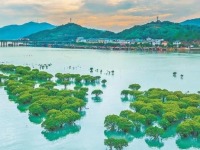 寧德福安全鏈條整治互花米草 重現碧海銀灘