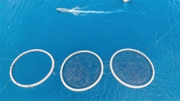 海南：唱響海洋牧歌 建設藍色糧倉_fororder_7