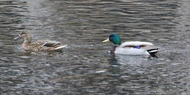 瀋陽：水清鴨歡新開河