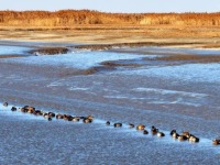 盤錦：成群候鳥壯觀遷徙