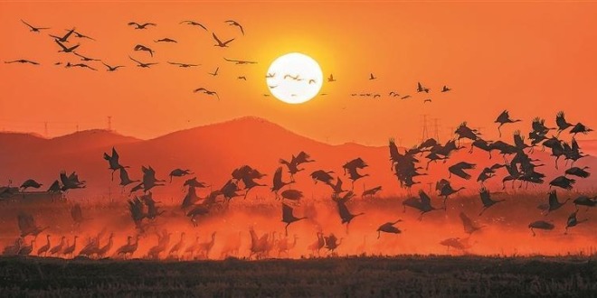 大連：灰鶴當空舞 天際分外紅