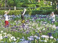 無錫黿頭渚花菖蒲盛開