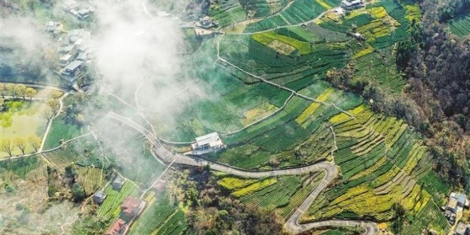 甘肅省隴南市：茶農採摘早春茶