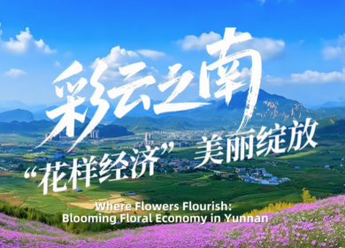 【從雲南出發】彩雲之南 “花樣經濟”美麗綻放