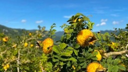 貴州遵義：桐梓刺梨順利出口馬來西亞