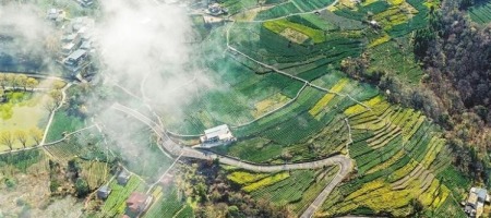 甘肅省隴南市：茶農採摘早春茶
