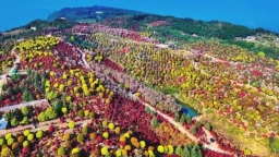 重慶奇幻森林酷似“愛麗絲同款仙境”