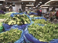 浙江嘉興：春菜嘗“鮮”正當時