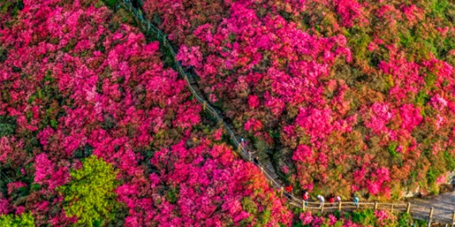 武漢木蘭雲霧山萬畝杜鵑次第開