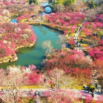 來揚州，邂逅“梅”好春光