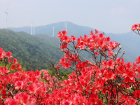 千畝映山紅綿延湖南新邵岳坪峰_fororder_2