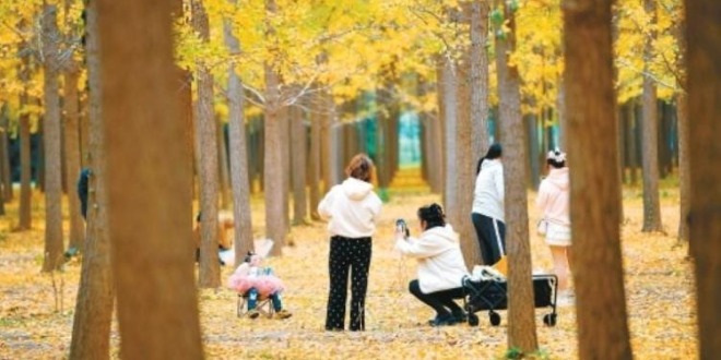 陜西西安：層林盡染金秋色醉遊人