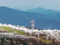 白山市：雪後晶瑩霧凇綴滿枝頭