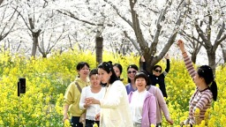 黃河岸邊櫻花盛開醉春風