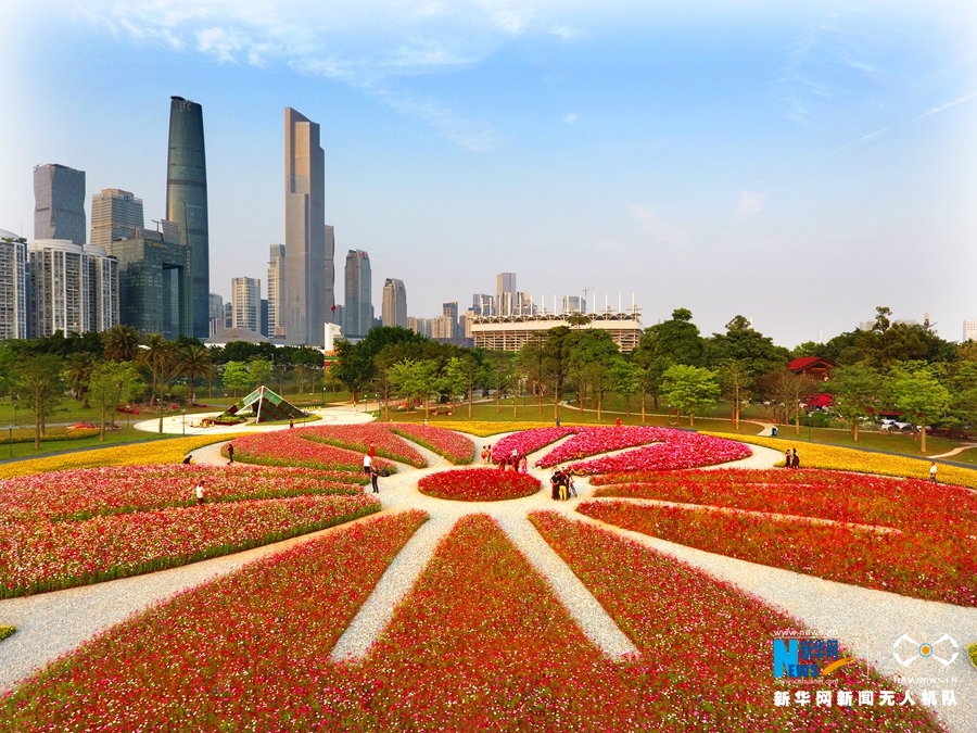 廣州：格桑花 搖曳生姿艷南國