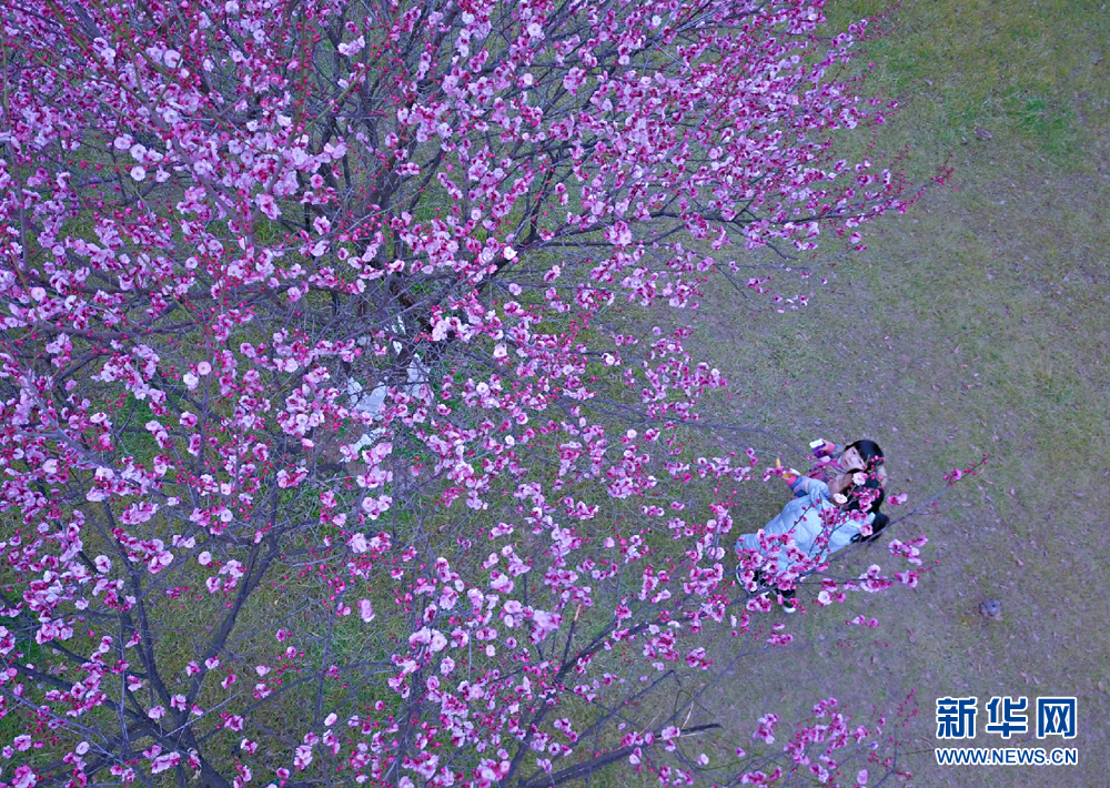 安徽淮北：梅花俏 春風笑
