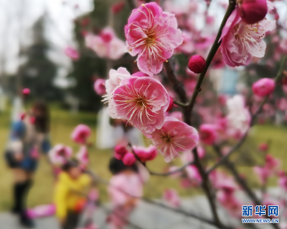 安徽淮北：梅花俏 春風笑