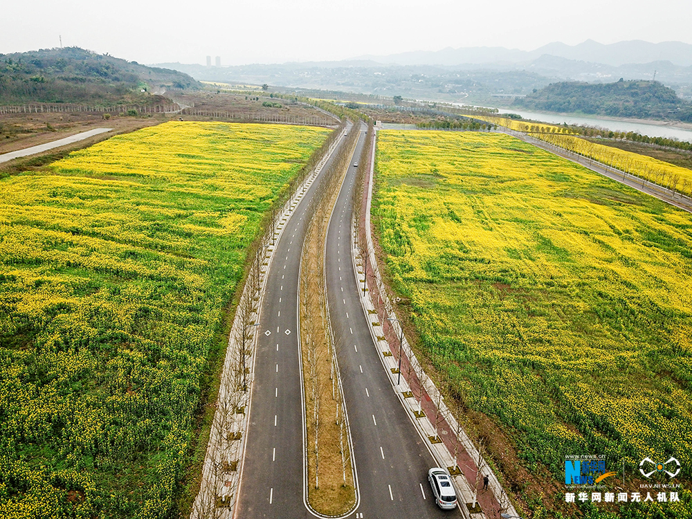 重慶廣陽島：油菜花海金燦燦