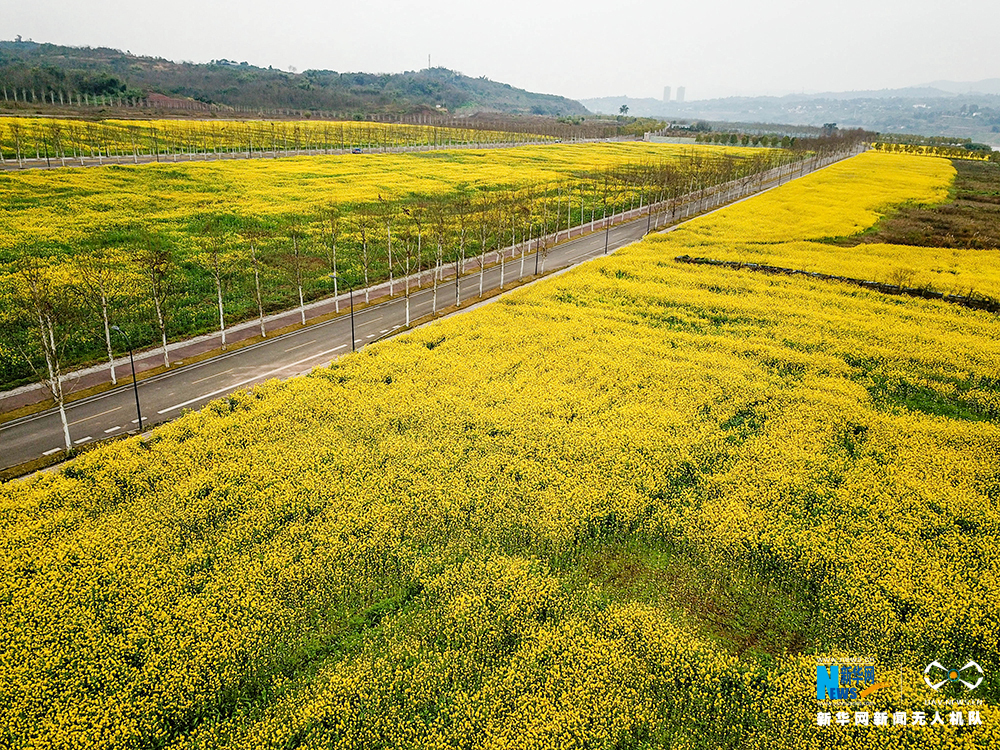 重慶廣陽島：油菜花海金燦燦