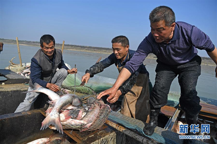 鄱陽湖：人歡魚躍冬捕忙