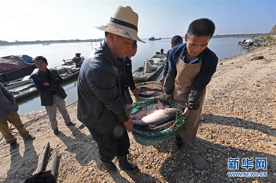 鄱陽湖：人歡魚躍冬捕忙