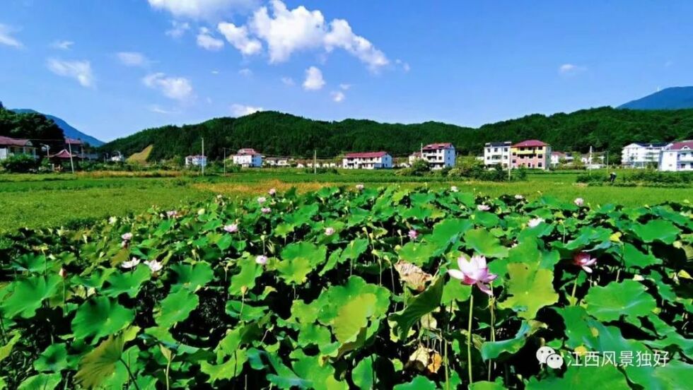 朱 虹：為什麼靖安中源鄉避暑旅遊這麼火？