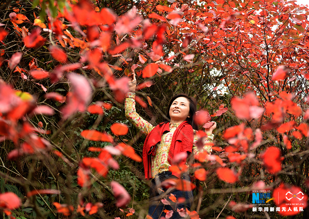 航拍重慶酉陽山羊村迎紅葉最佳觀賞期
