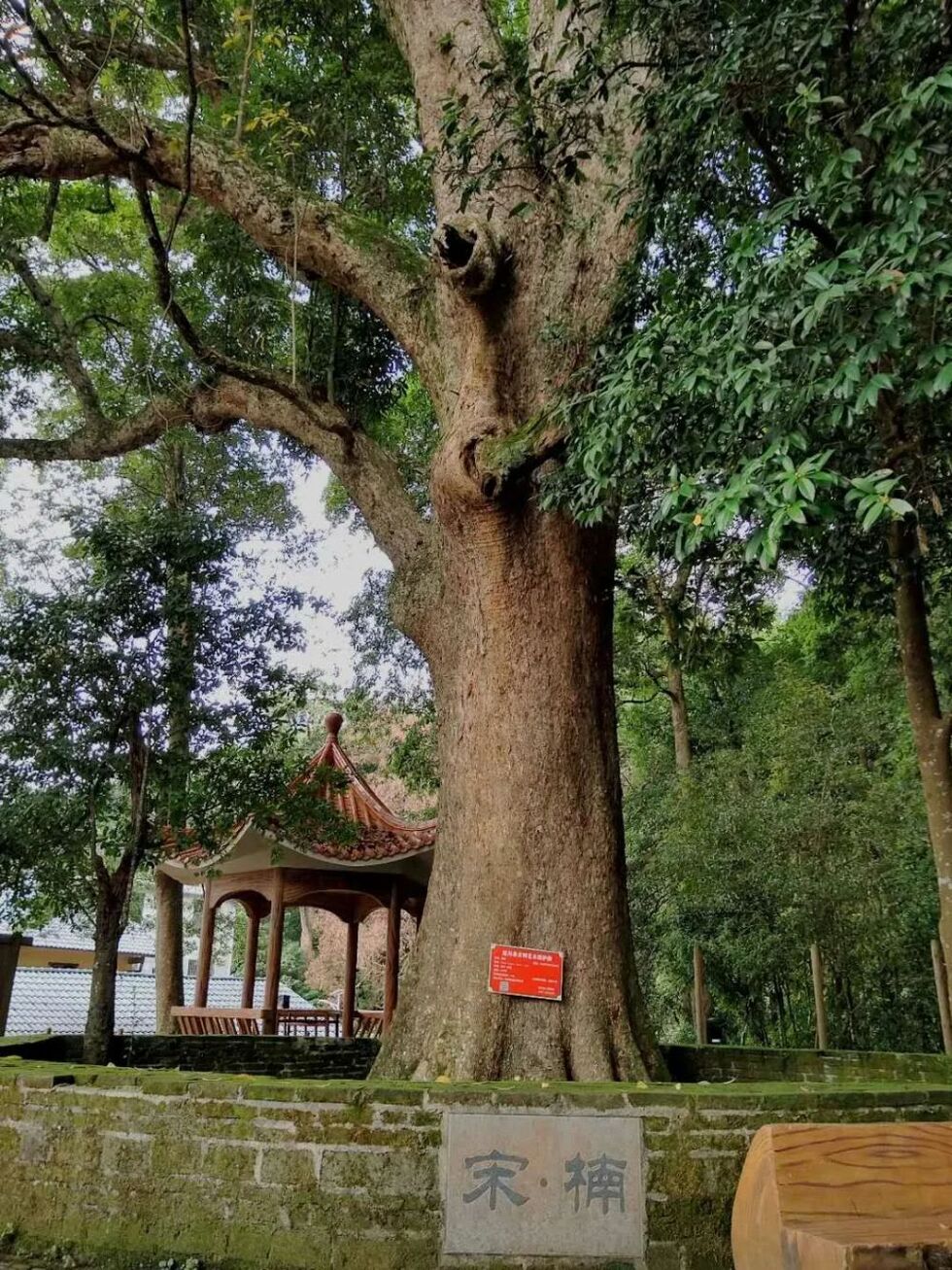 國家林業和草原局答覆全國人大代表朱虹建議：支持江西大力發展森林旅遊！