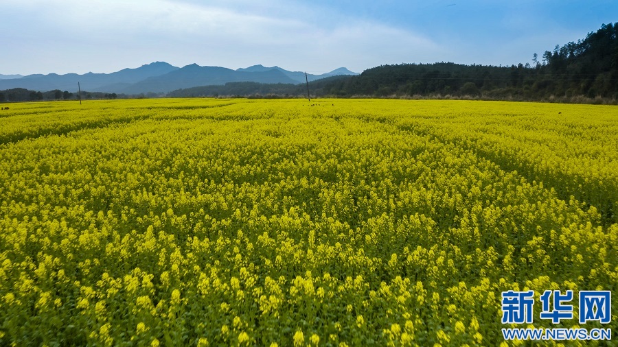 航拍江西吉水縣千畝油菜花海