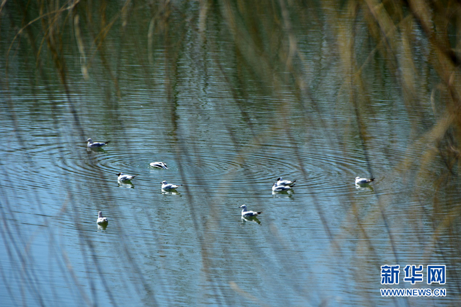 寧夏銀川：春湖水暖鳥先知