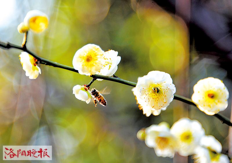 洛城春光無限好
