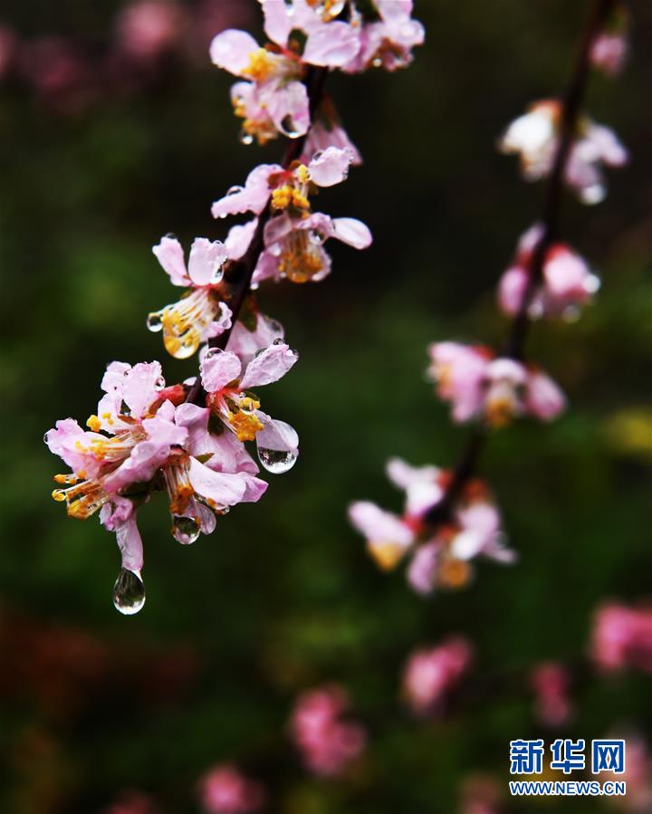 山東：春雨潤花