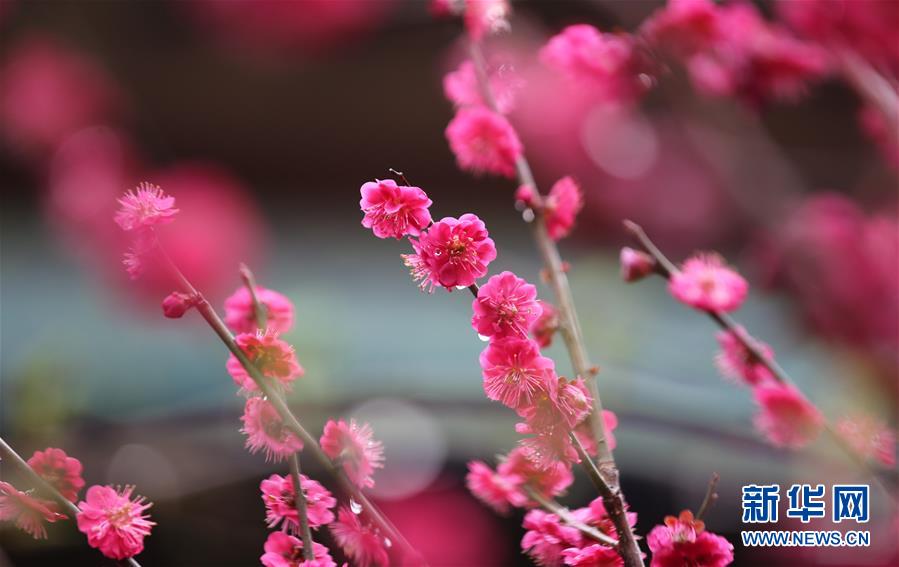 山東：春雨潤花