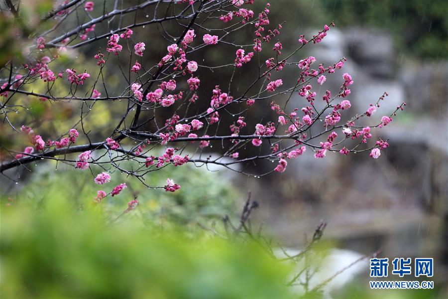 山東：春雨潤花