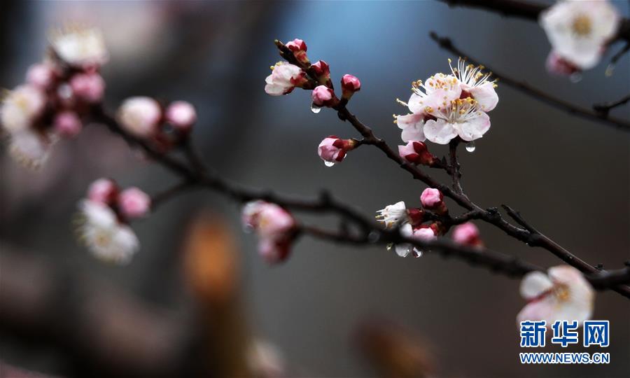 山東：春雨潤花